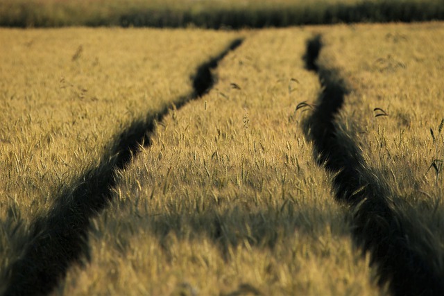 Odporność na herbicydy: Jakie są konsekwencje dla upraw?